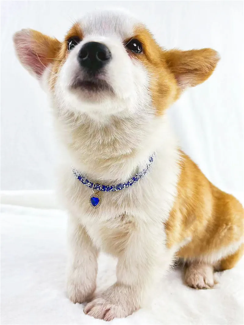 Crystal Heart Pendant Cat Collar