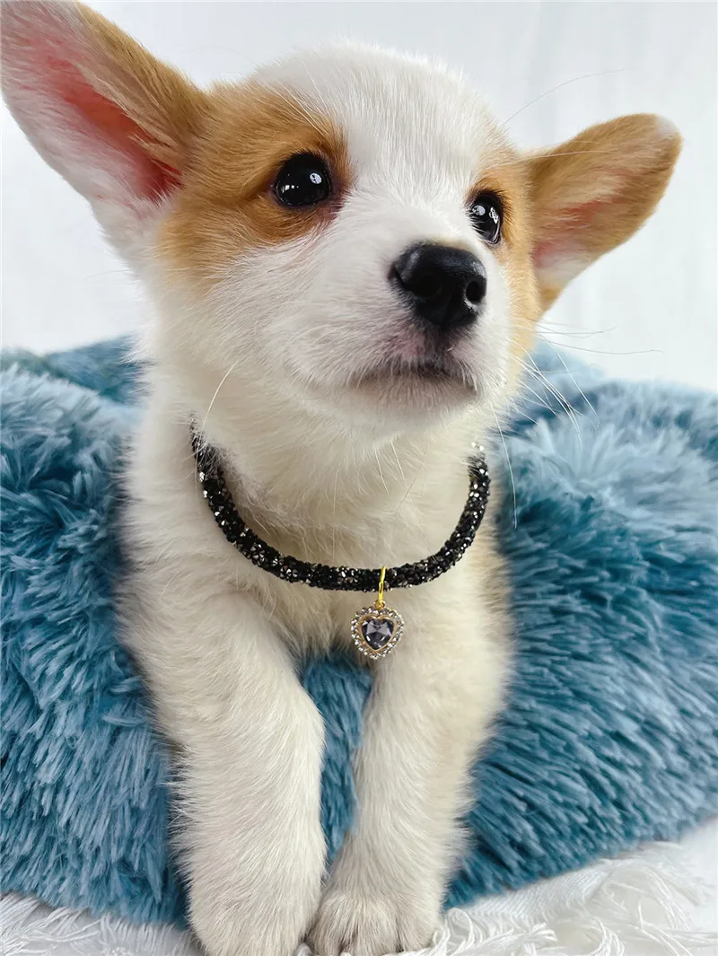 Crystal Heart Pendant Cat Collar