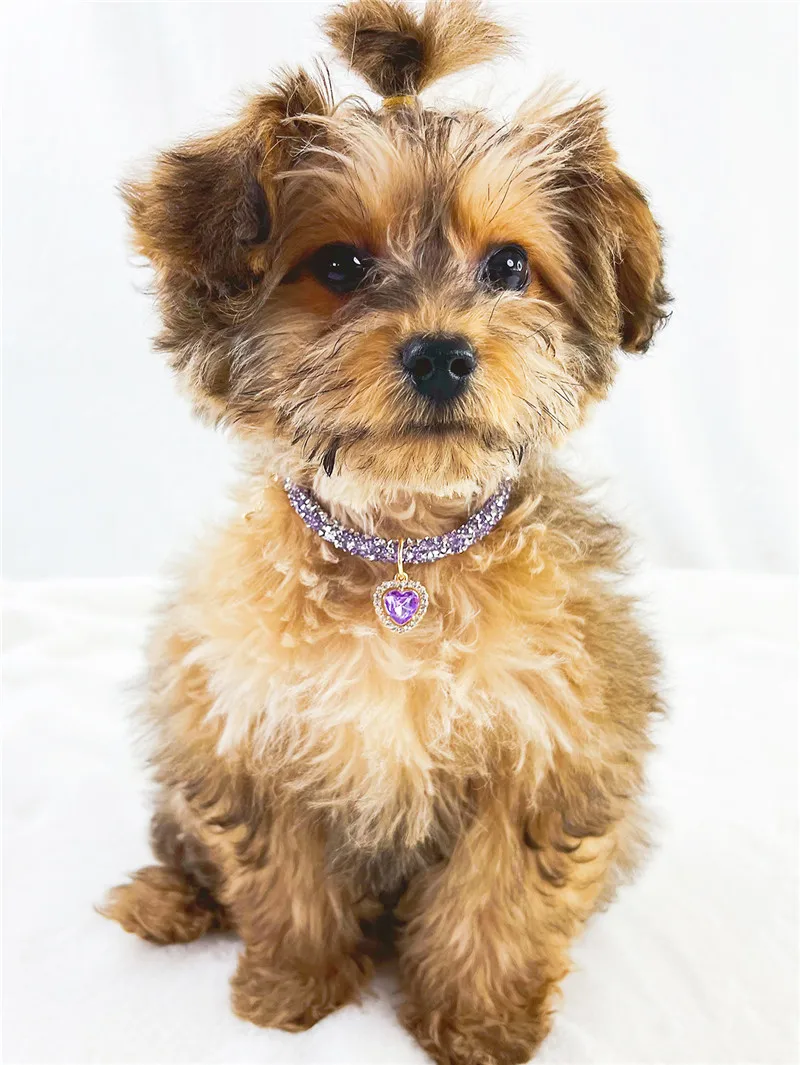 Crystal Heart Pendant Cat Collar