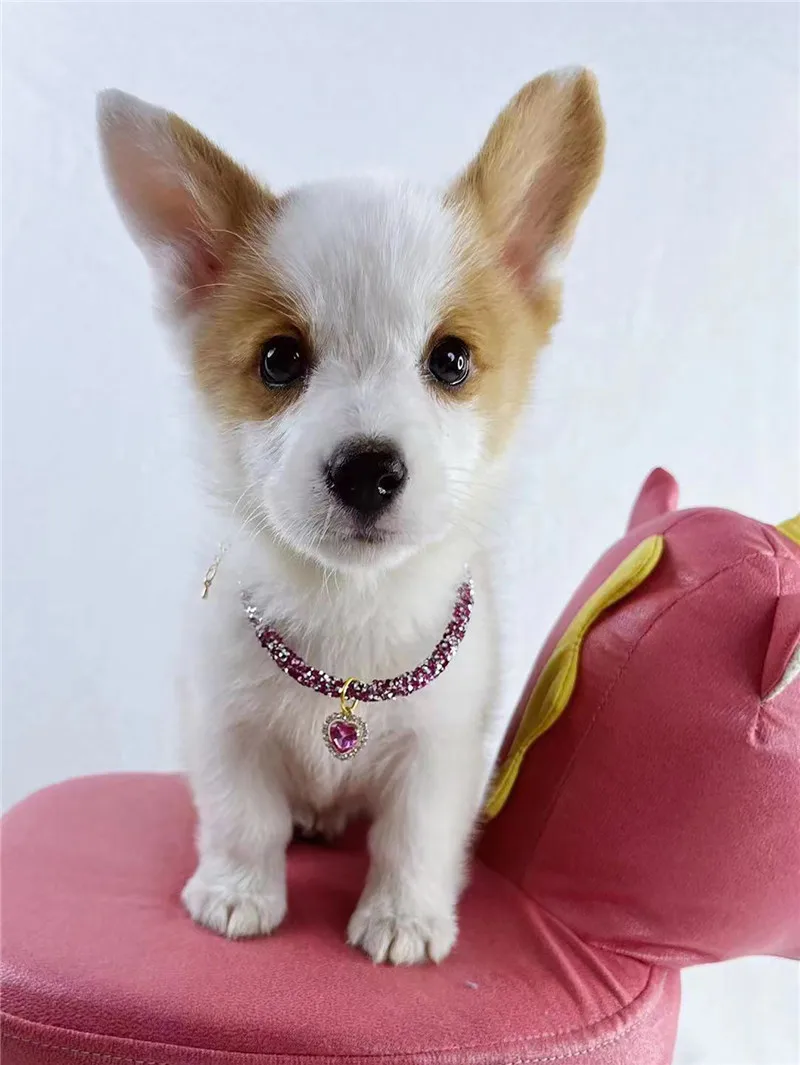 Crystal Heart Pendant Cat Collar